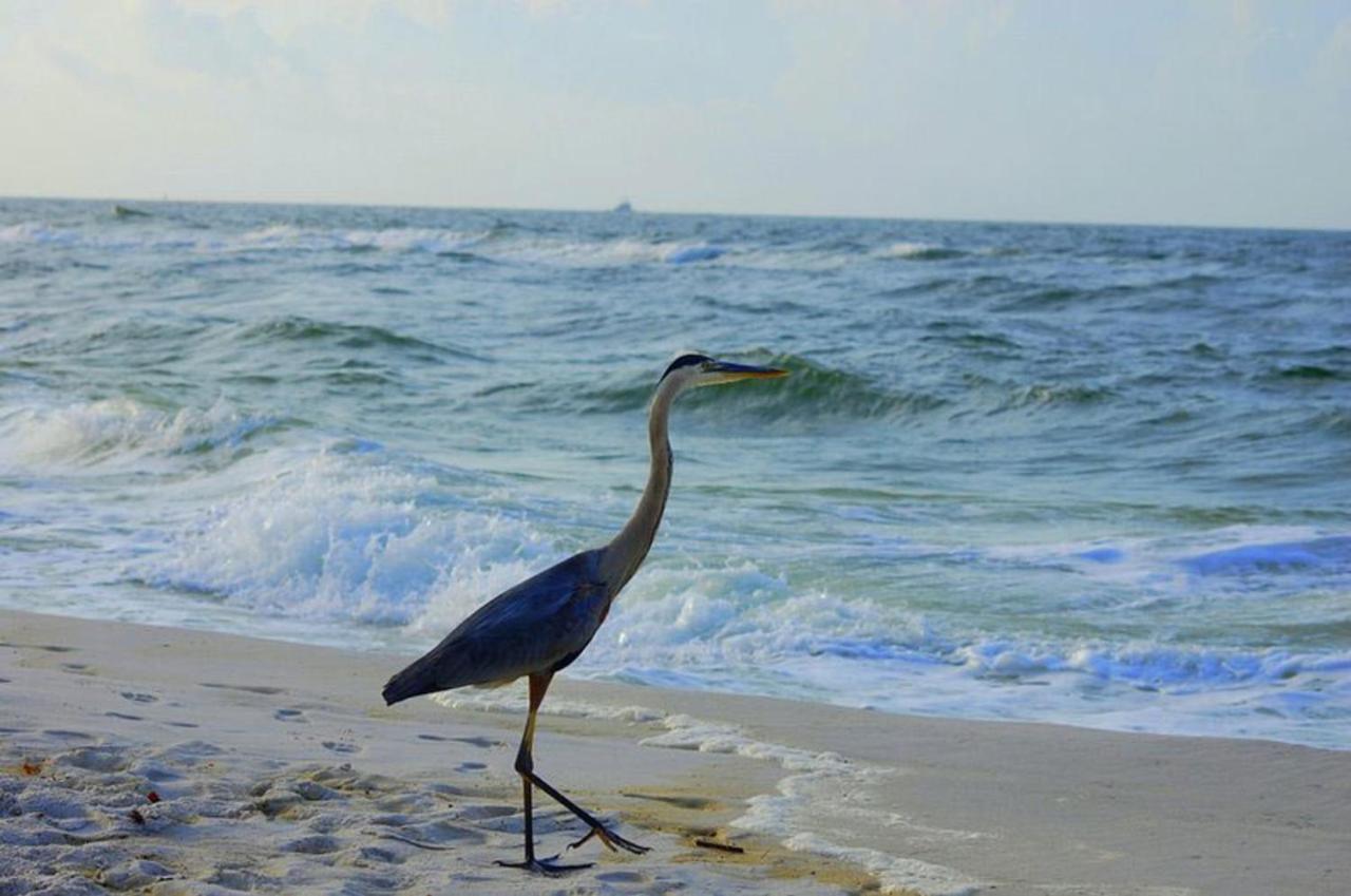 Tropical Winds 403 By Albvr - 2Br, 2Ba Beachfront Beauty With Incredible Views, Outdoor Pool, Fitness Room, And Grill Area Gulf Shores Exterior foto